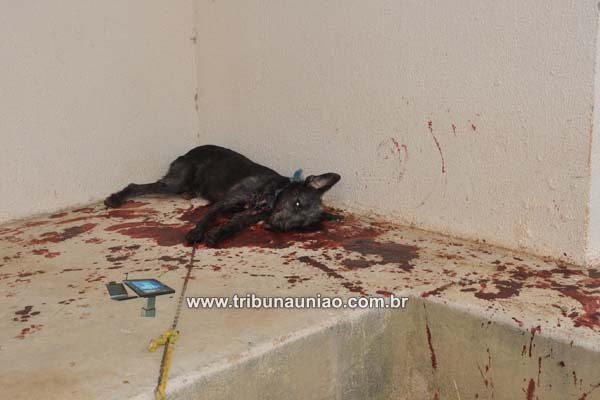 Quatro animais apareceram mortos na manhã desta sexta feira no Bairro Nova Esperança na periferia de União dos Palmares