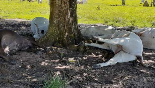 Raio atinge árvore e mata bois e vacas que se abrigavam da chuva em Feira Grande