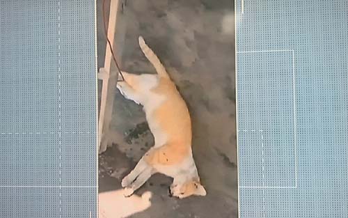 Mais de 20 cães e gatos aparecem mortos com suspeita de envenenamento em União dos Palmares