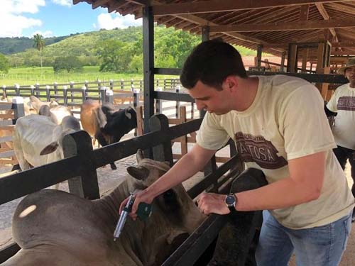 Campanha de vacinação contra febre aftosa vai até sábado