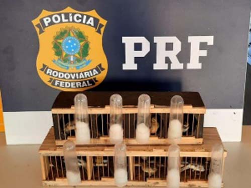 PRF prende dois homens por crimes de receptação e transporte de aves silvestres