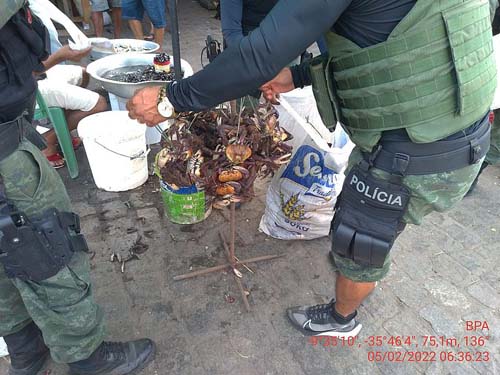 Operação recolhe cerca de 700 caranguejos-uçá em feiras de Maceió; 4 pessoas são detidas