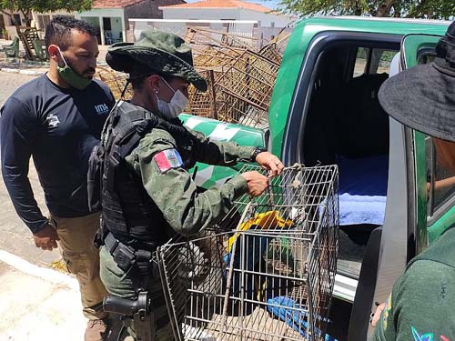 Arara-azul e 35 pássaros são resgatados no interior de Alagoas