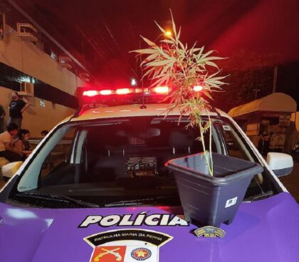 PM prende jovem por violência doméstica e apreende pé de maconha em Maceió