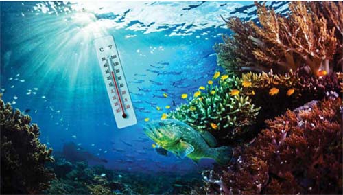 Aquecimento global afeta procriação de peixes e a produção agrícola