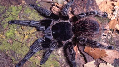Veneno de aranha brasileira vira esperança de tratamento contra câncer