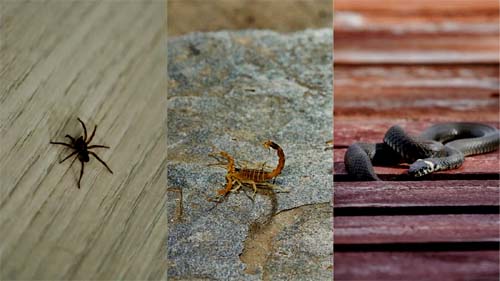 Dicas essenciais para evitar a presença de aranhas, escorpiões e serpentes em ambientes domésticos