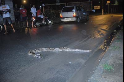 Invasão de cobras assusta moradores em Arapiraca