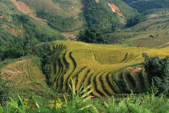 Aumento de emissões de CO2 tornará arroz menos nutritivo, diz estudo
