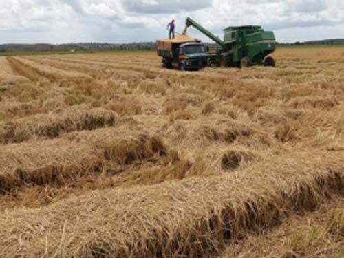 Em meio à alta do arroz, Alagoas registra retração de 15,3% na produção do grão
