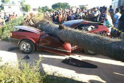 Árvore cai sobre carro e mata turista em Maragogi