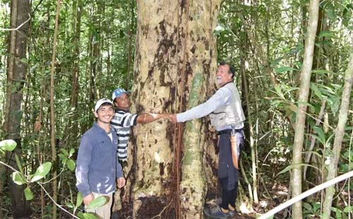 Espécie de árvore gigante é descoberta em AL e nomeada em homenagem a Hermeto Pascoal