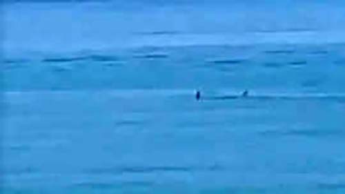 Homem é morto por tubarão-branco de mais de 4 metros enquanto nadava em praia