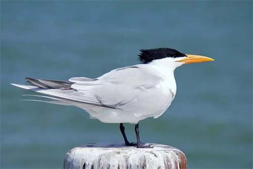 Saiba qual a ave silvestre confirmada como o 1º caso de gripe aviária no Paraná