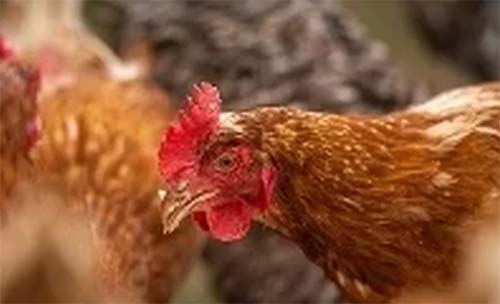 França abate 600 mil aves por gripe aviária