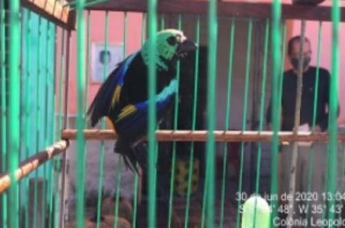 Mais de 200 pássaros são resgatados durante ação conjunta na APA de Murici