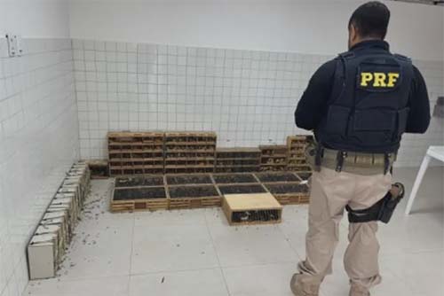 Operação policial impede transporte ilegal de quase mil aves e jabutis na PE