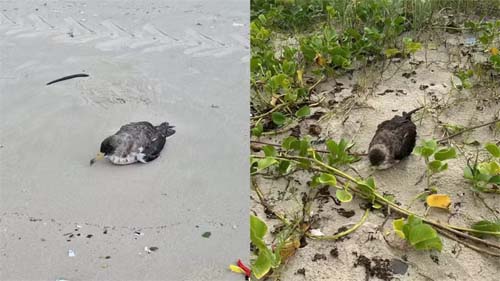 Aves marinhas encalham em Alagoas e Instituto Biota alerta para risco de transmissão de gripe aviária