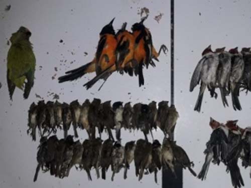 Homens são multados em mais de R$ 1 milhão após aves serem recuperadas