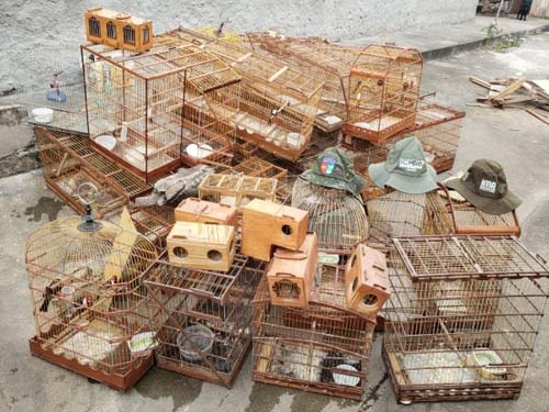 BPA apreende dez armas de fogo e 355 animais silvestres