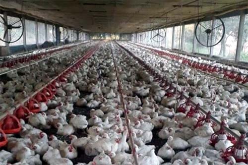 Paraná é o 6º estado a declarar emergência por gripe aviária