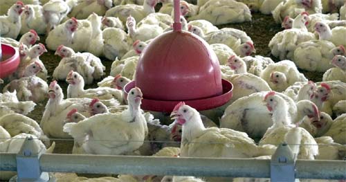 Adaptação do vírus da gripe aviária às células de mamíferos preocupa setor da saúde