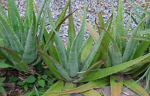 Tudo o que você precisa saber sobre a babosa, a 'planta da imortalide