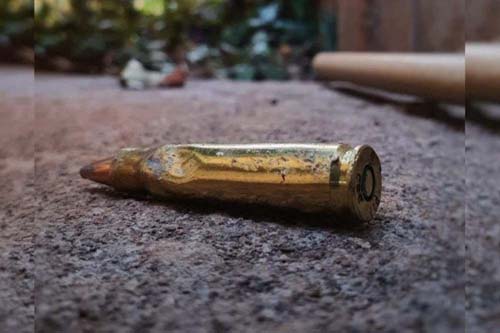 Saruê (conhecido 'cassaco' no Nordeste) deixa cartucho de fuzil em jardim de inverno no Senado Federal