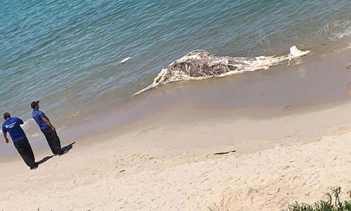Baleia em avançado estado de decomposição encalha em praia do litoral Sul