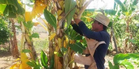 Agricultores de Murici aprendem técnicas eficazes para cultivo da banana prata