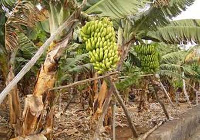 Cultivo da banana passa a integrar APL Fruticultura no Vale do Mundaú