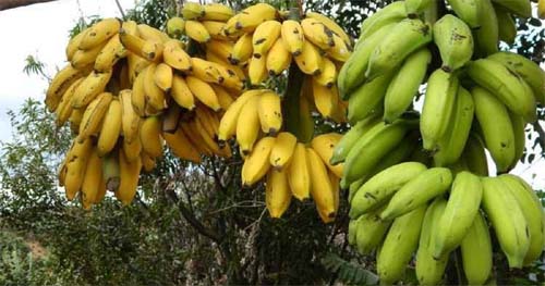 Banana: aliada da saúde, especialista revela qual é o momento ideal para consumo e os benefícios do amido resistente