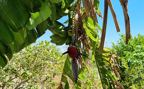 Emater realiza discussão sobre cultivo de banana em União dos Palmares e Santana do Mundaú