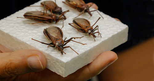Saúde atualiza profissionais sobre atendimento e monitoramento de casos de Doença de Chagas