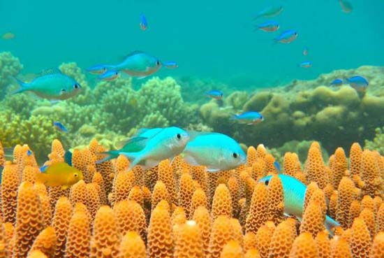 Austrália investirá milhões para salvar a Grande Barreira de Corais
