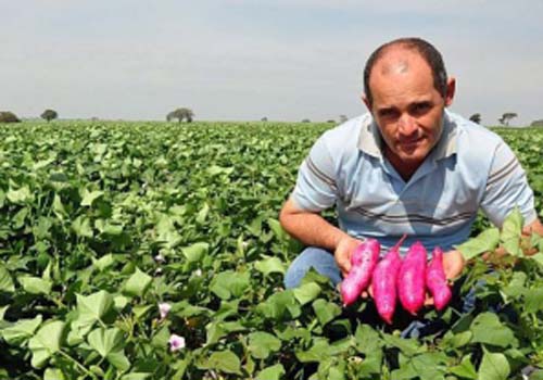 Feira Grande é a maior produtora de batata-doce do estado de Alagoas 