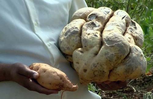 Agricultor colhe batata doce de 11 quilos em Monte Santo de Minas