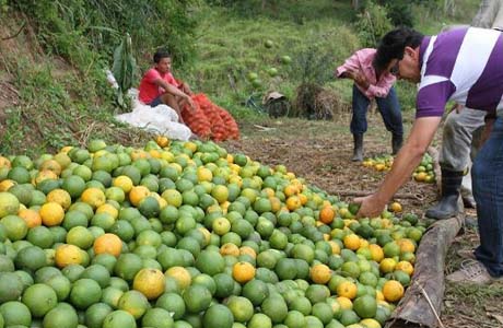 Estudantes participam de projeto inovador sobre beneficiamento de frutas