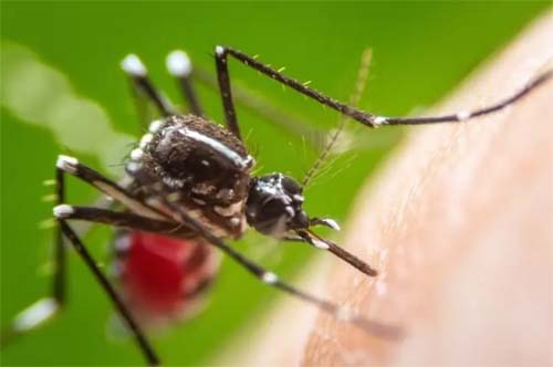 Agência norte-americana aprova primeira vacina contra Chikungunya