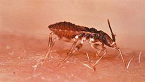 Cientistas testam melatonina contra Doença de Chagas