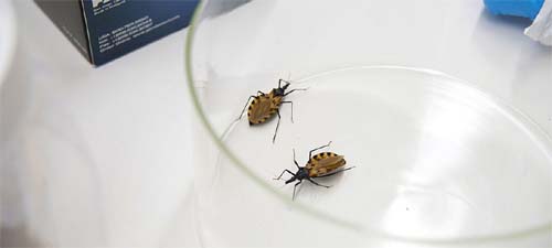 Dia Mundial de Combate à Doença de Chagas reforça importância da prevenção, diagnóstico e tratamento