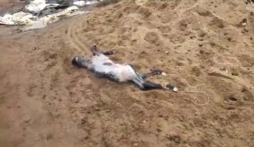 MPF abre investigação contra mineradora após divulgação de vídeo que mostra morte de animais em Craíbas