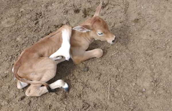 Bezerro nasce com cinco patas em fazenda no municipio de Flexeiras interior de Alagoas