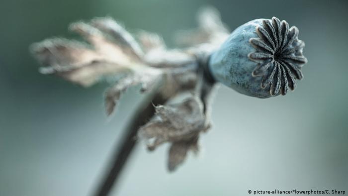 Perda de biodiversidade ameaça acesso a medicamentos