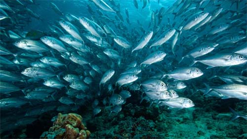 COP da Biodiversidade: projeto quer proteger DNA de oceanos