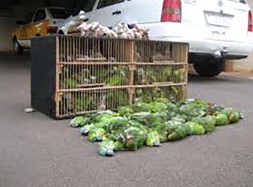 Um dos principais biopiratas do mundo, russo é condenado a 11 anos de prisão no Brasil