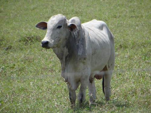 Após onda de interdição de matadouros, Adeal tenta conter abate clandestino