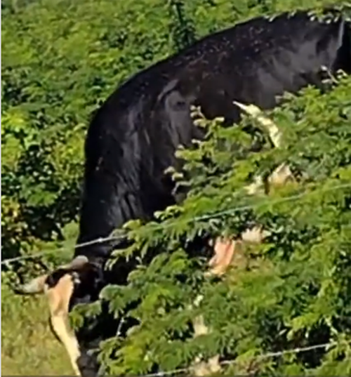 Agricultor é morto durante ataque de boi em Pariconha
