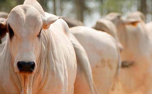 Secretaria de Saúde alerta agricultores para circulação de tuberculose em bovinos na zona rural