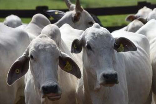Vaca louca segura exportação de carne no primeiro semestre